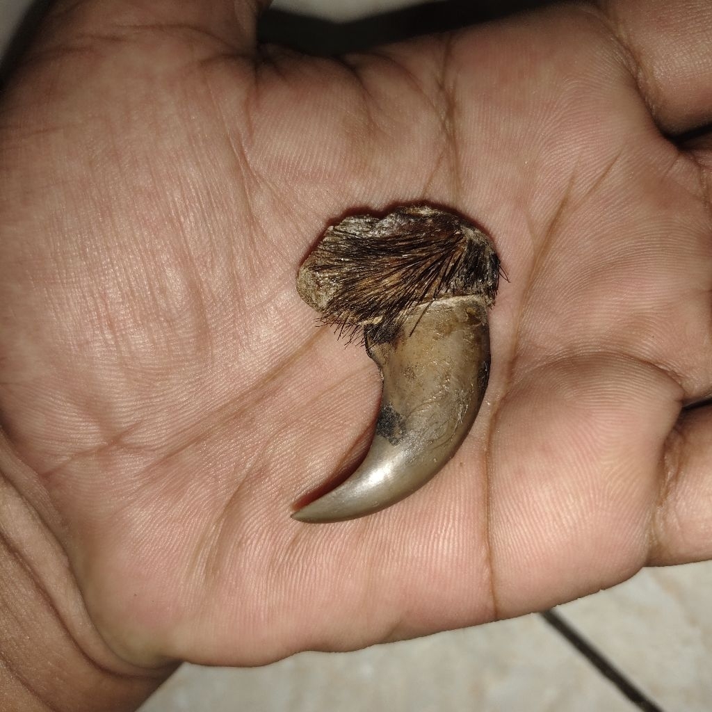 barang jadul kuno peninggalan mbah sckkumcnkmbng jadul unikk