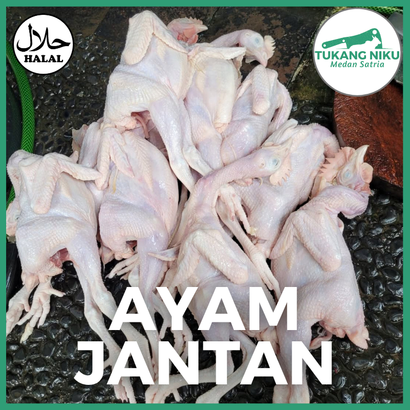 AYAM JANTAN - HALAL POTONG SEGAR FROZEN PEJANTAN UTUH