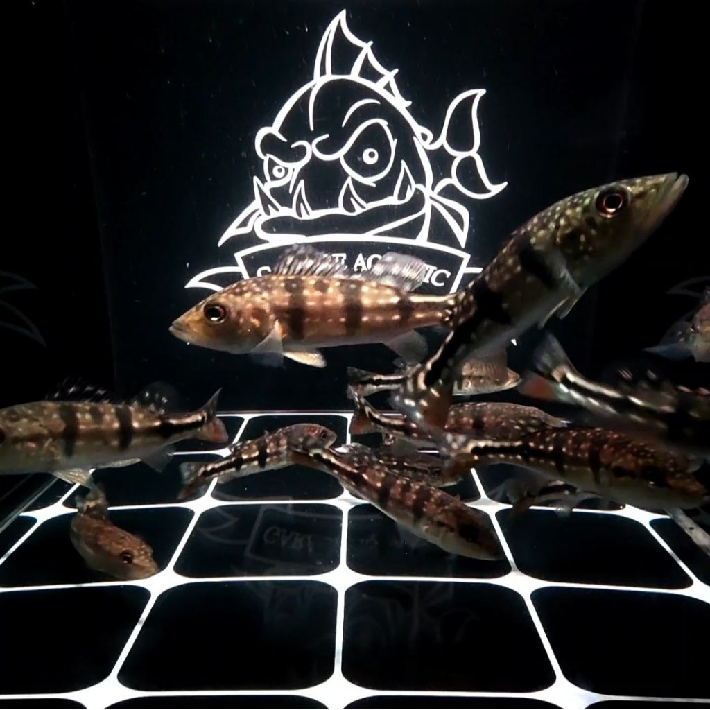 (INSTANT) PEACOCK BASS AZUL IKAN HIAS PREDATOR AQUARIUM KOLAM PBASS