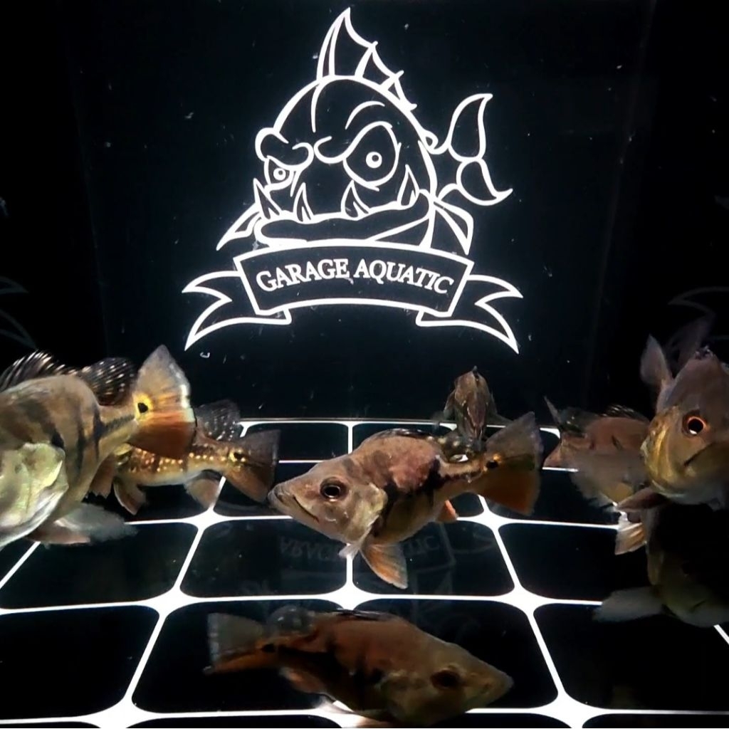 (INSTANT) PEACOCK BASS SHORT BODY KING SB IKAN HIAS PREDATOR AQUARIUN KOLAM PBASS