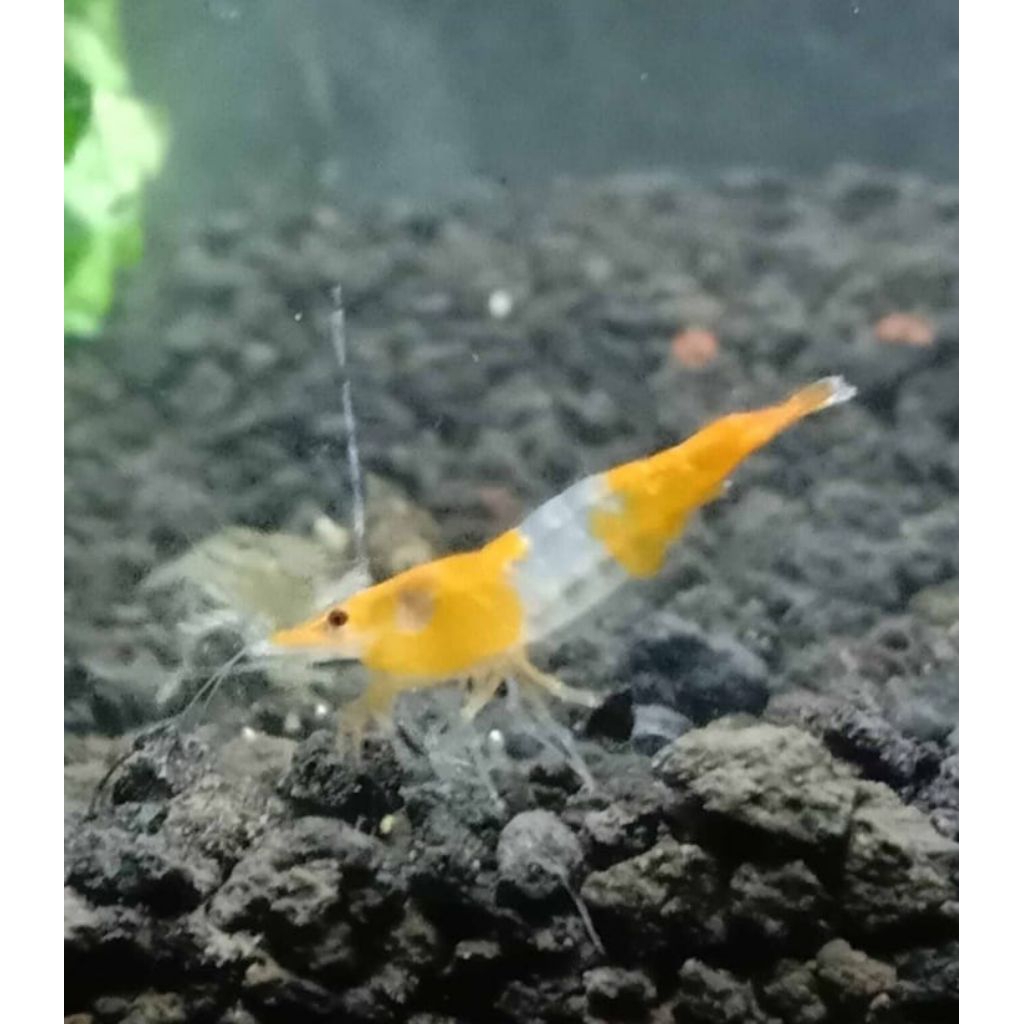 Yelouw Rili Udang Hias Air Tawar Hiasan Akuarium