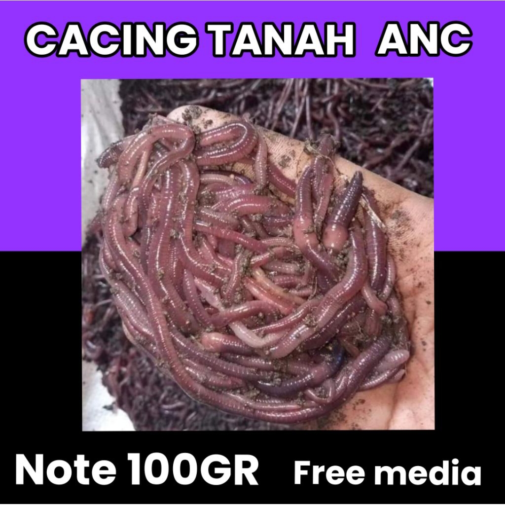 cacing tanah anc cacing merah 100gr