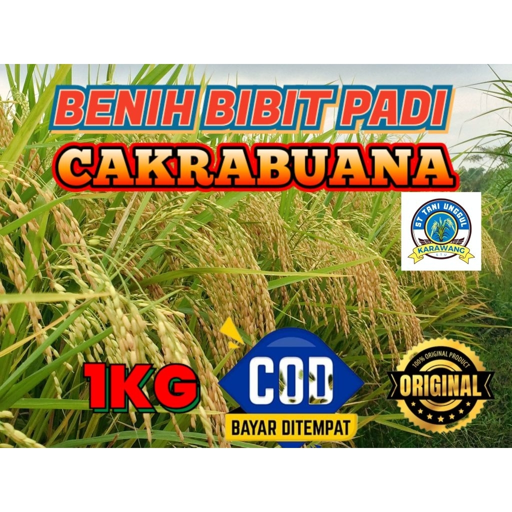 BENIH BIBIT PADI CAKRABUANA KEMASAN 1KG
