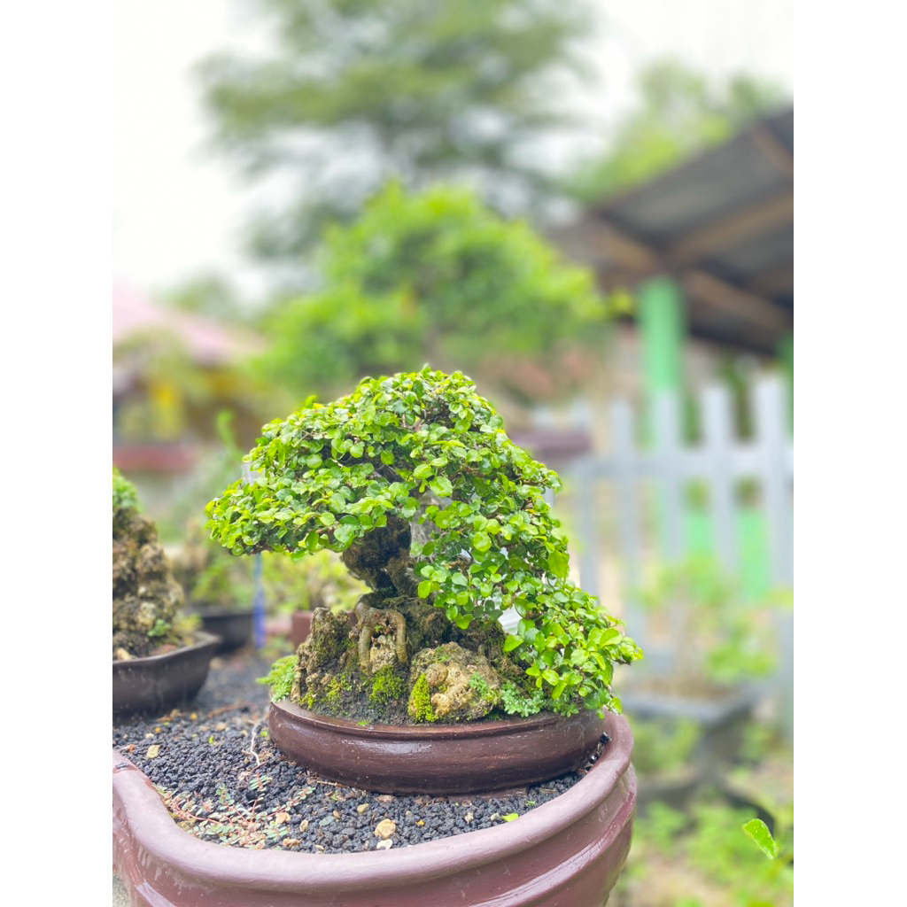 Bonsai siap pajang SERUT