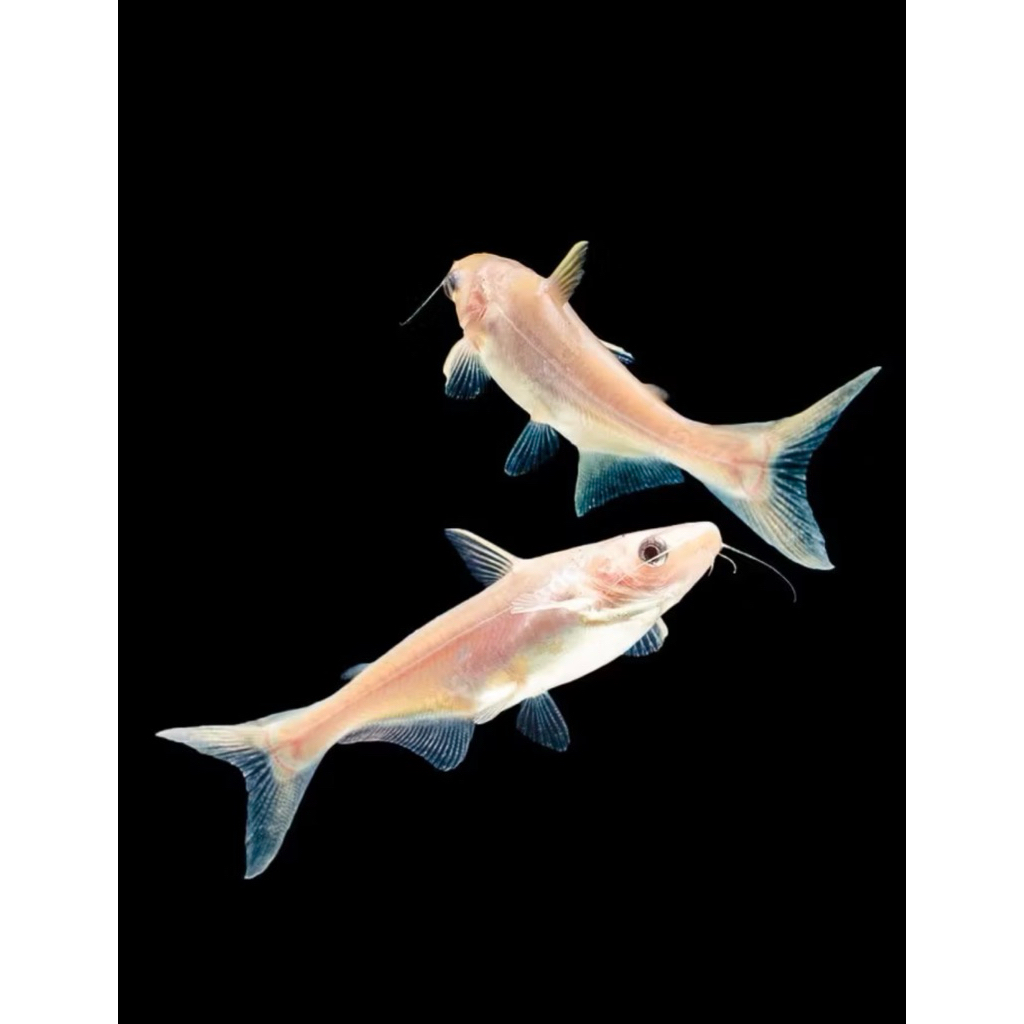 ikan hias patin hias kecil hanya instan