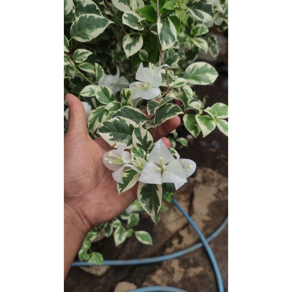 Bibit Bougenville Varigata Putih