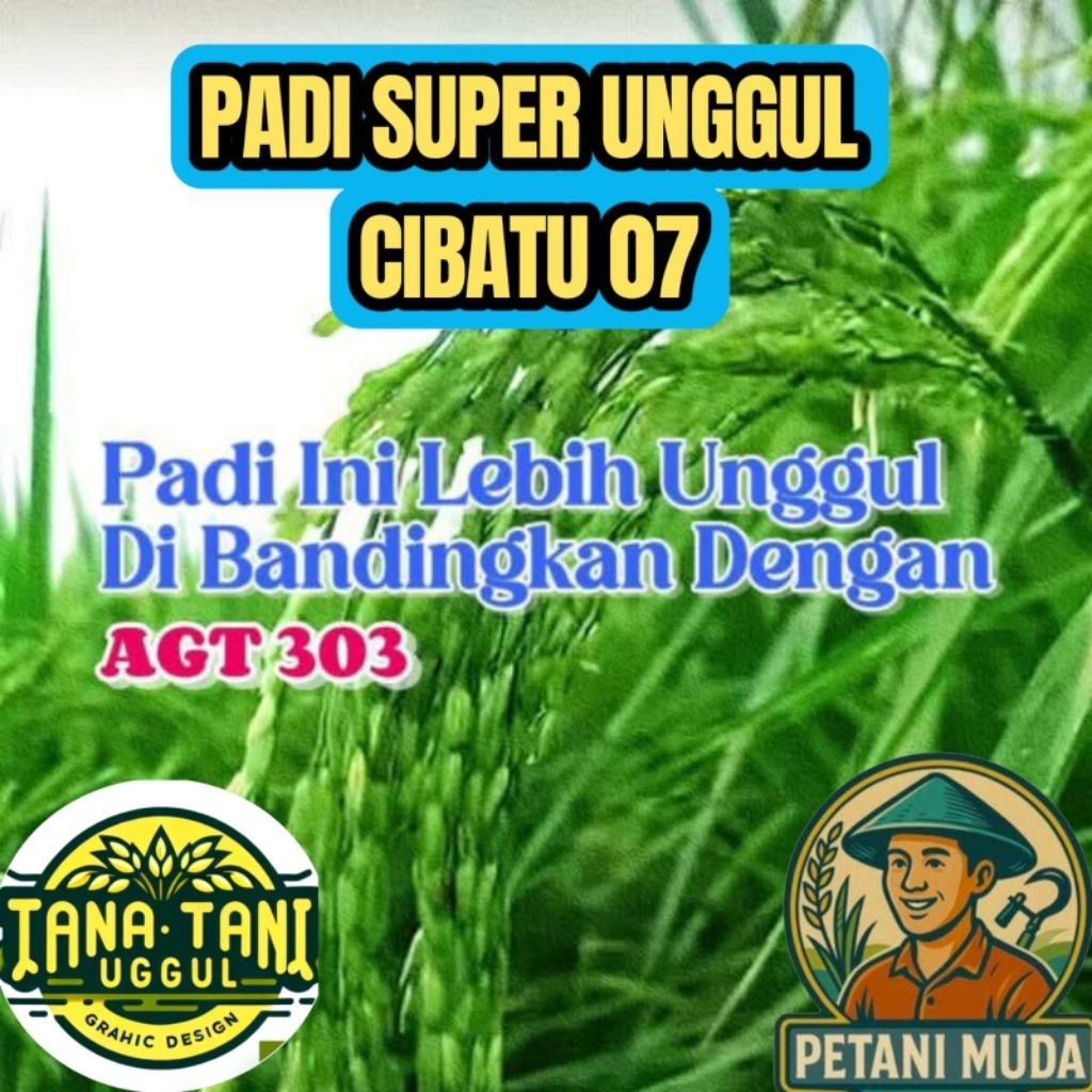 BENIH PADI SUPER UNGGUL CIBATU 07 KEMASAN 5KG HASIL PANEN 9-10TON