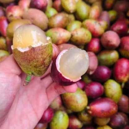 BUAH MATOA MATANG RASA DURIAN 500g