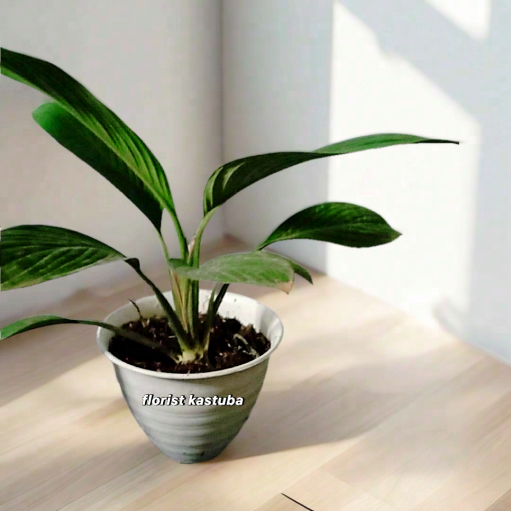 Tanaman peace Lily classic jenis bangkok  Bunga Putih Elegan