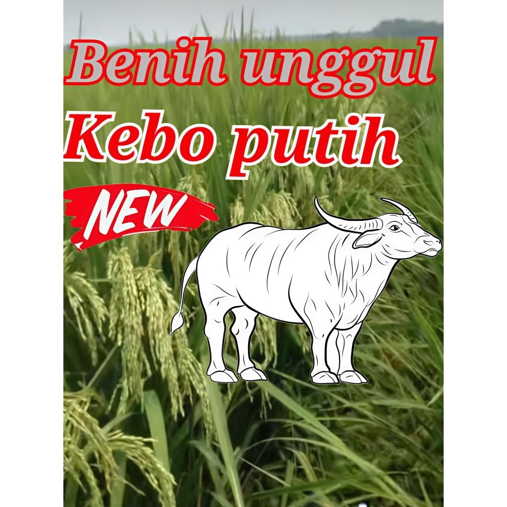 Benih PADI raja unggul KEBO PUTIH   kemasan 5kg