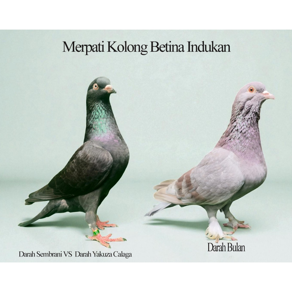 Merpati Kolongan Betina Indukan Trah Juara ( darah Burung Juara Nasional)