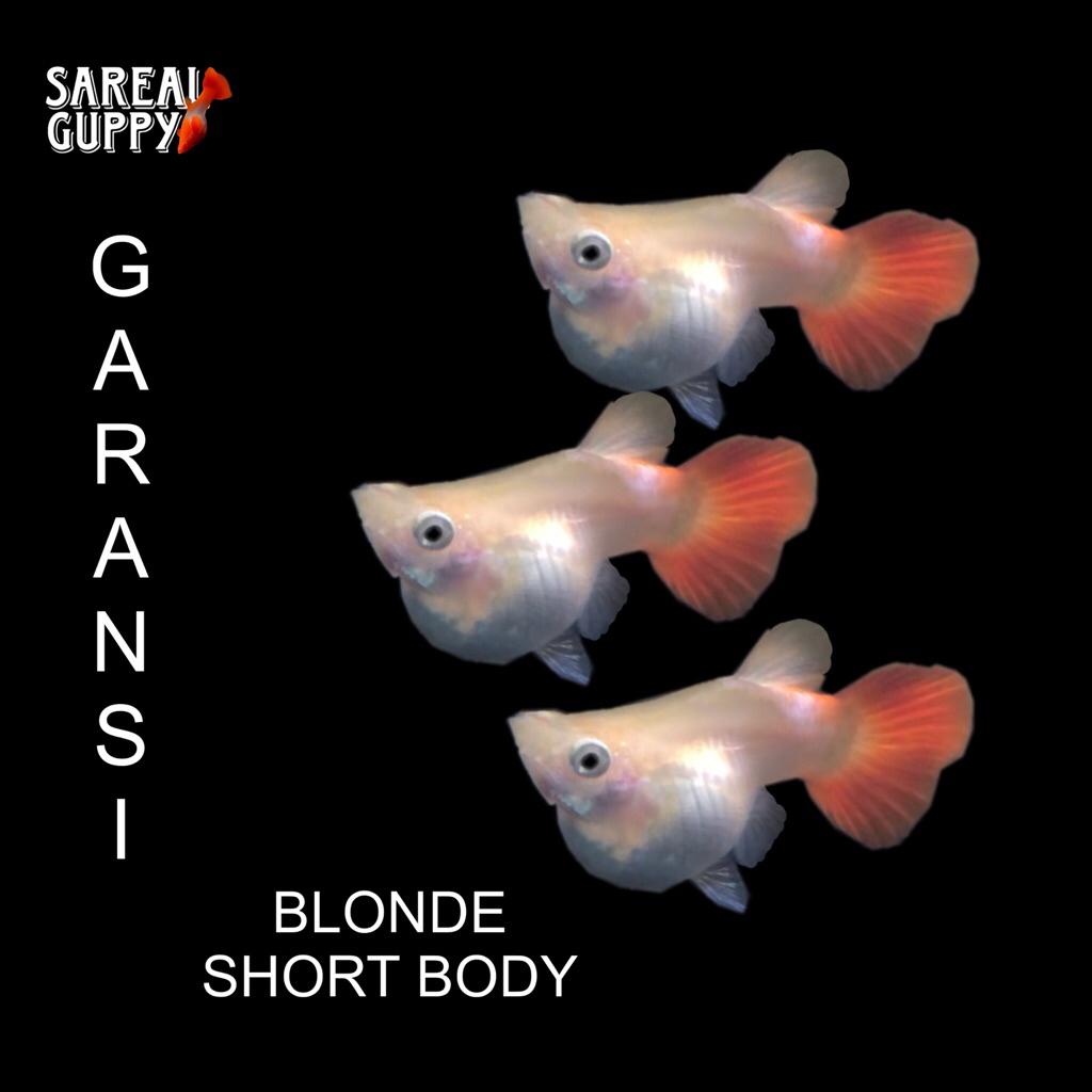 Box Sterofoam - Guppy Blonde Short Body