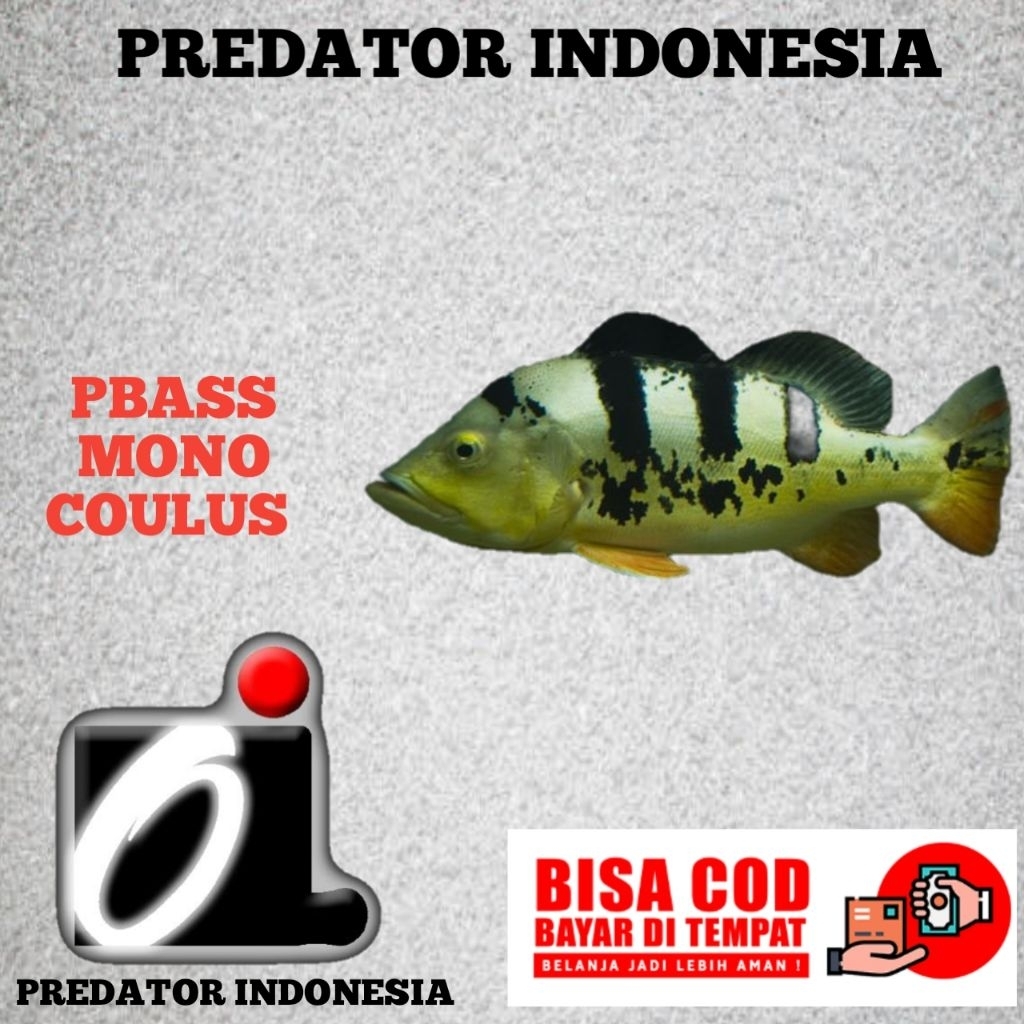 kebutuhan aquarium PBASS mono 8-10cm