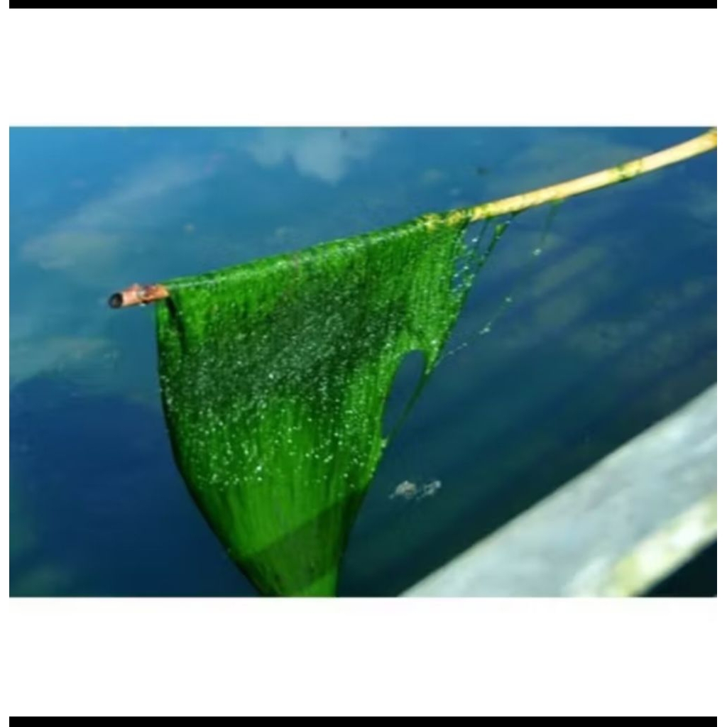 Lumut pancing lumut alge²hidup telaga air danow tawar 300 gram