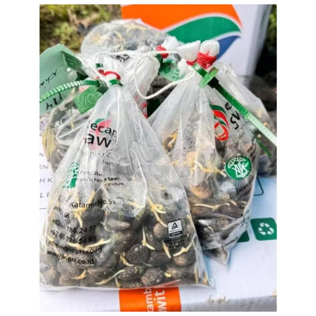 Benih Sawit PPKS DXP 540 ASLI MEDAN
