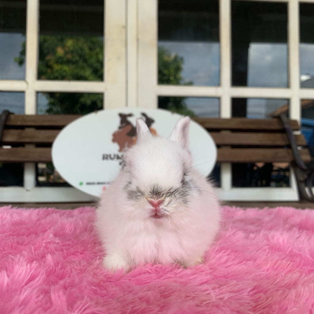 kelinci netherland dwarf jantan 3