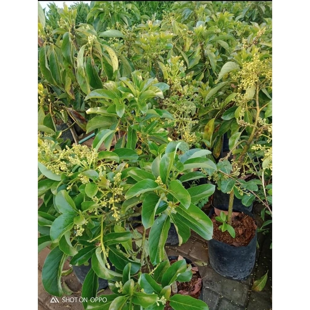 Ready stok banyak kk silahkan bibit alpukat kelud kondisi sudah berbunga lebat pembayaran cod