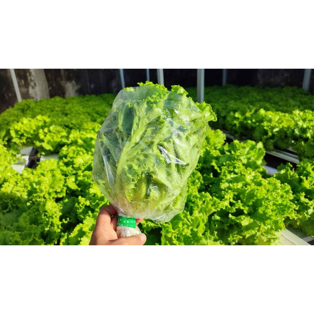 Plastik Panen Selada 30*45 Ikan Bulan