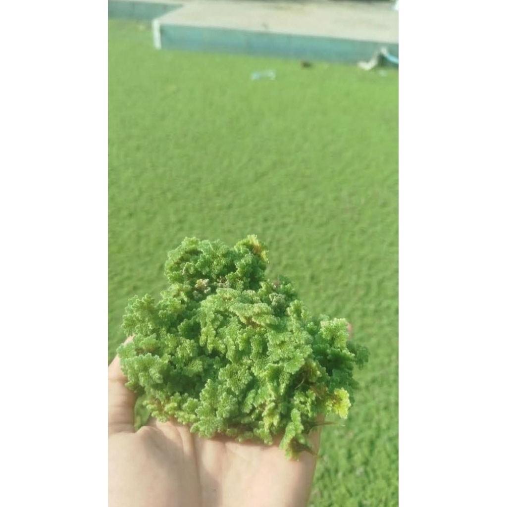 AZOLLA SUPER 1 KG  AZOLA AZOLLA BERGARANSI
