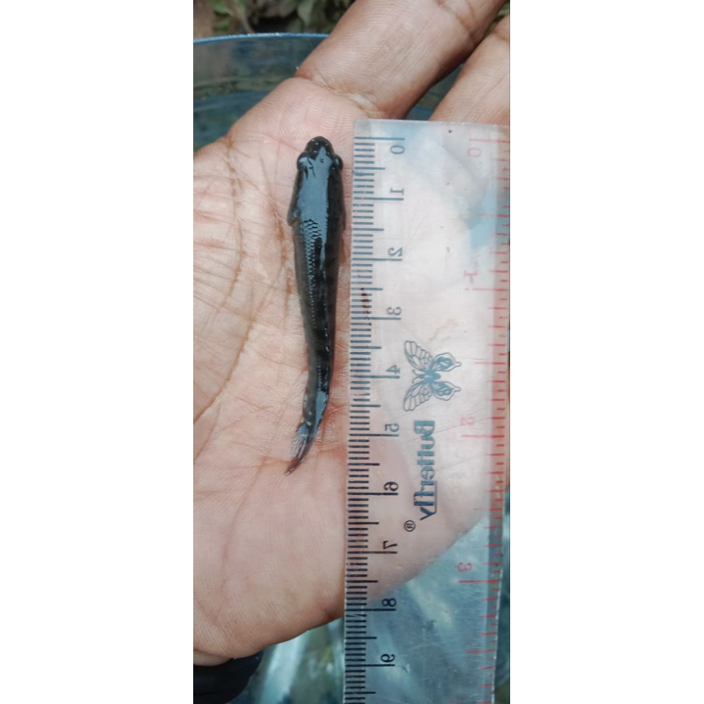bibit ikan gabus konsumsi size4-5cm paket 100ekor+ bonus5 ekor