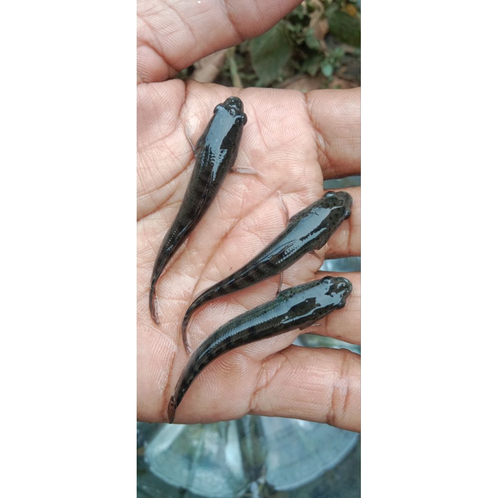 BiIBIT GABUS/ BIBIT IKAN GABUS KONSUMSI SIZE4-5CM PAKET 50 EKOR +BONUS 5 EKOR