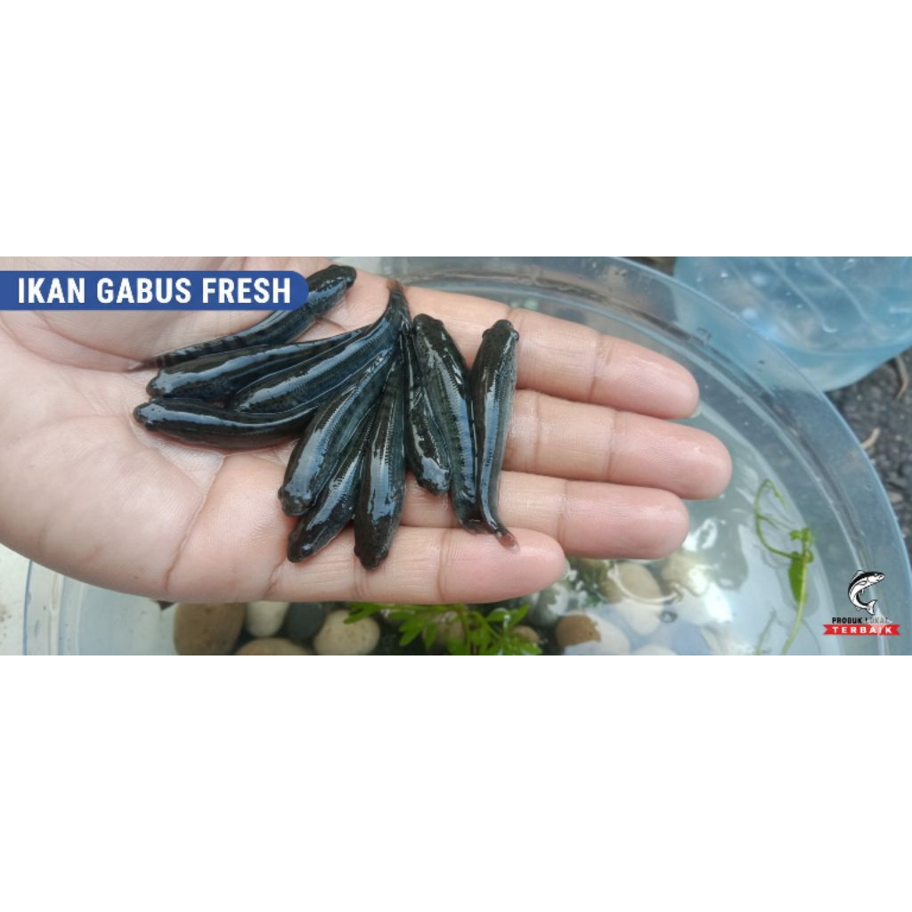 Bibit Ikan Gabus Hidup 5–6 cm | Benih Gabus Sehat & Aktif | Siap Tebar Kolam / Tambak/100ekor+bonus5