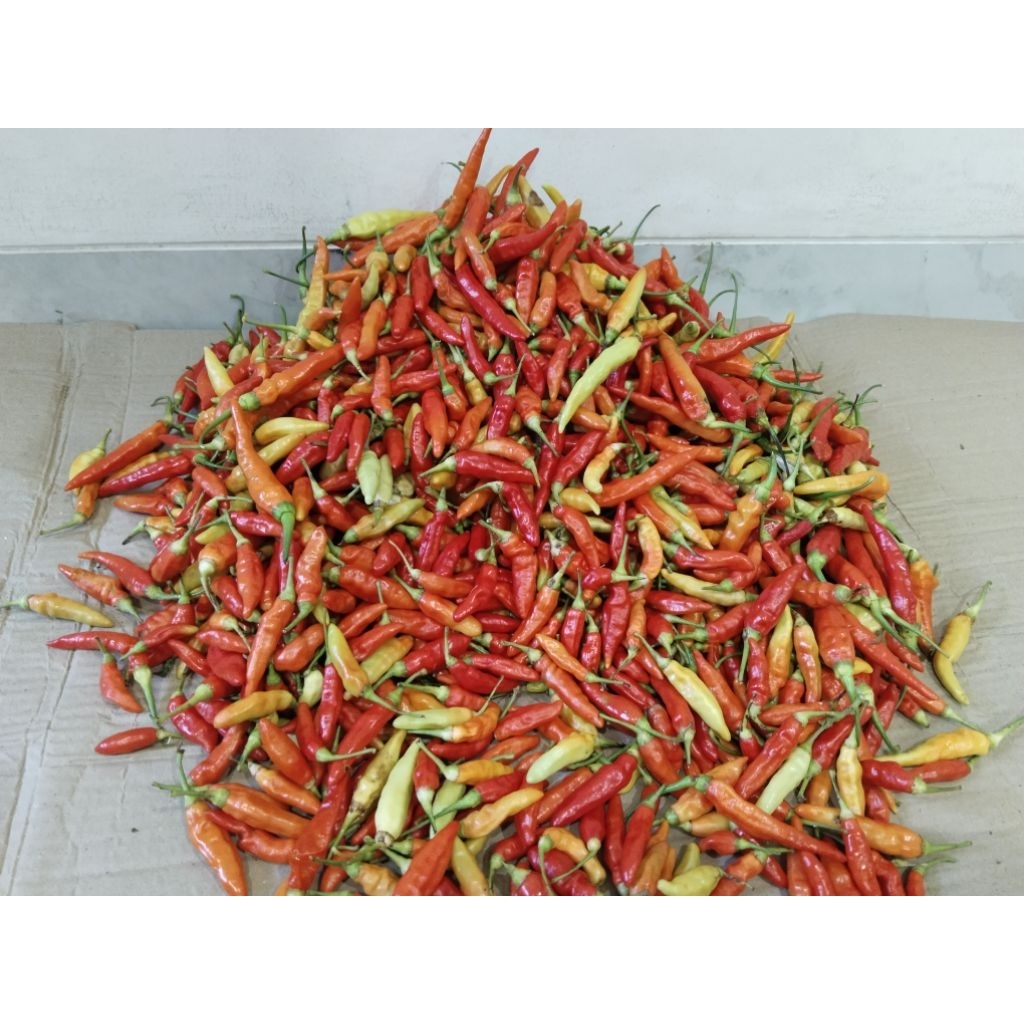 CABAI GALAK /CABAI PEDAS