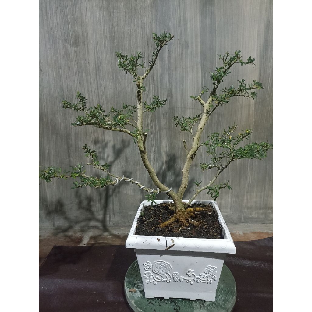 SAENG SIMBUR SUPER MICRO THAILAND