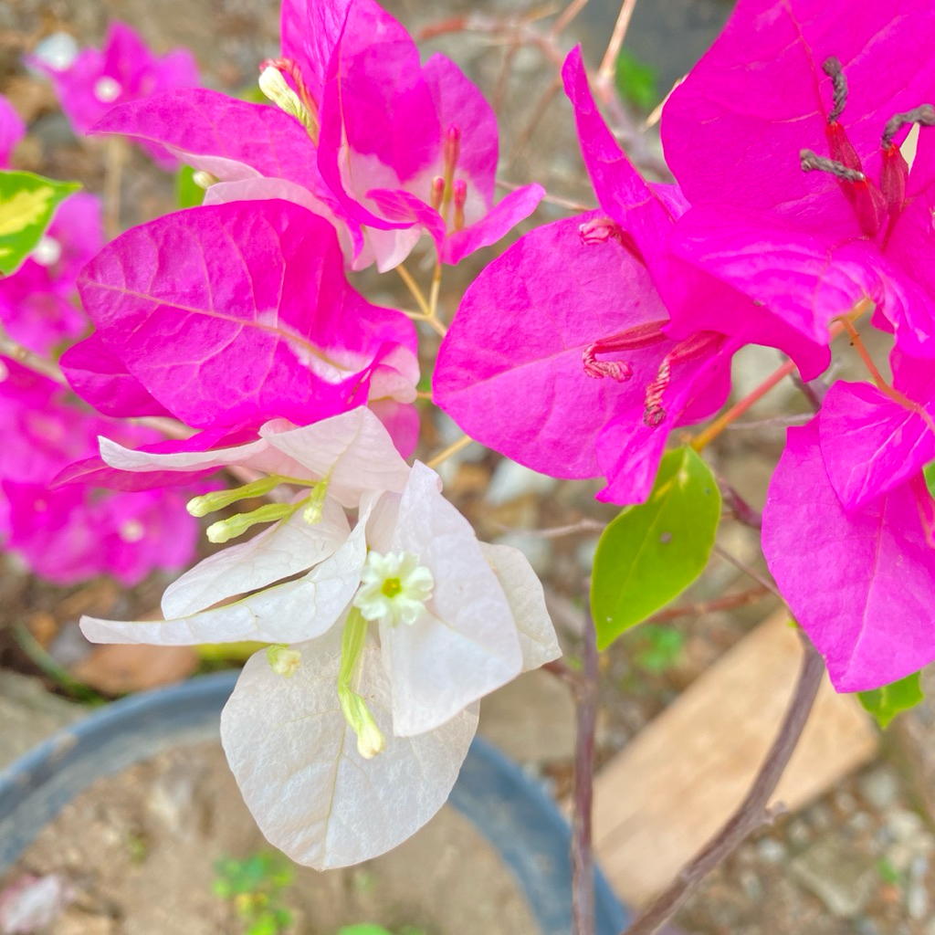 (5 btg) Batang Stek Bougenville Import Coconut Ice Varigata