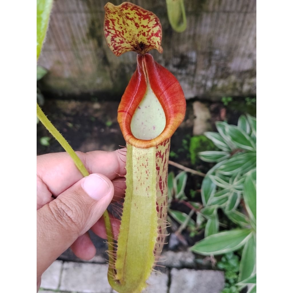 Nepenthes Minima X Veitchii Special Klon