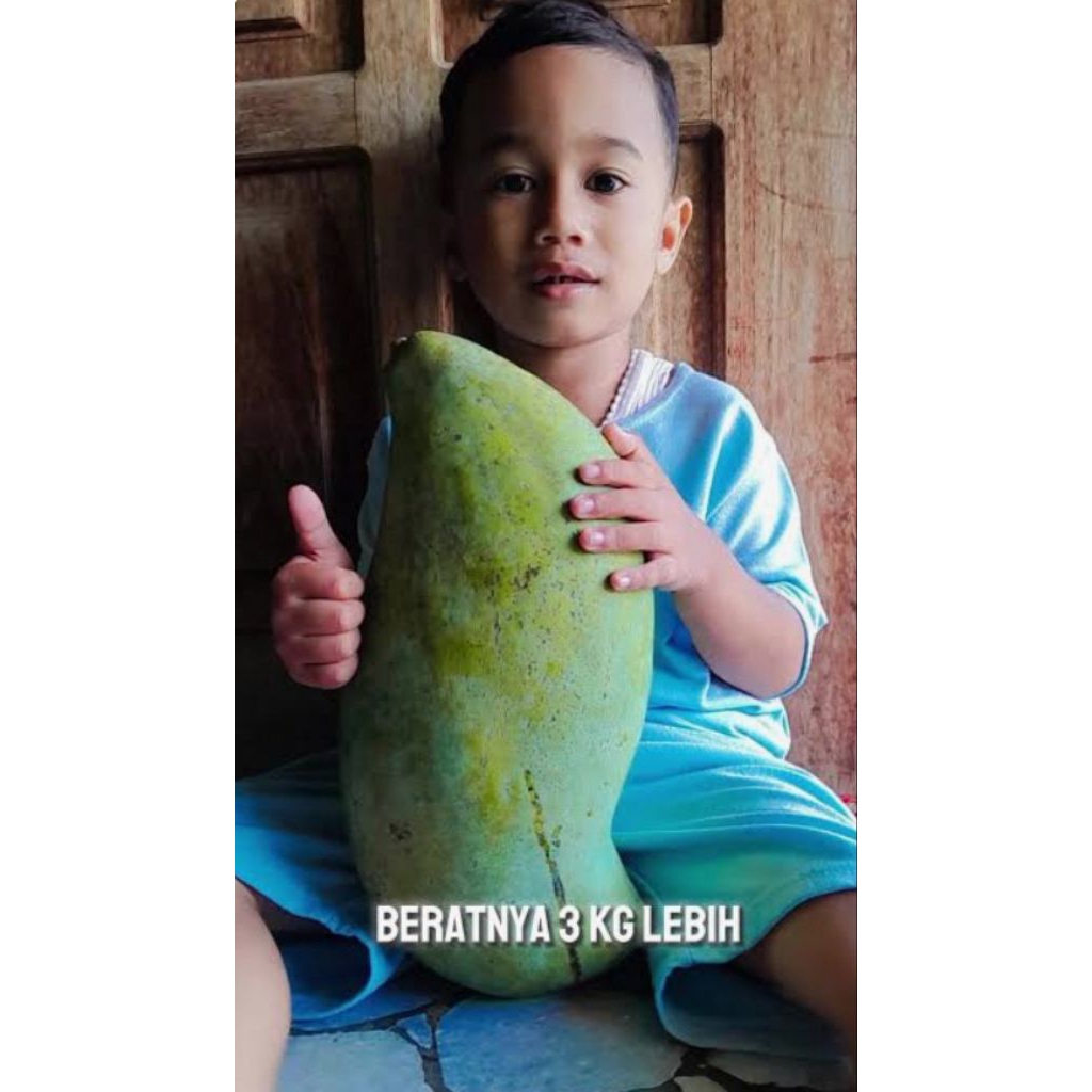 ENTRES MANGGA MAHATIR ASLI