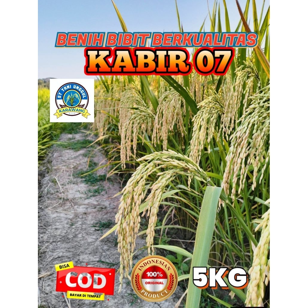 BENIH BIBIT PADI BERKUALITAS KABIR 07 KEMASAN 5KG