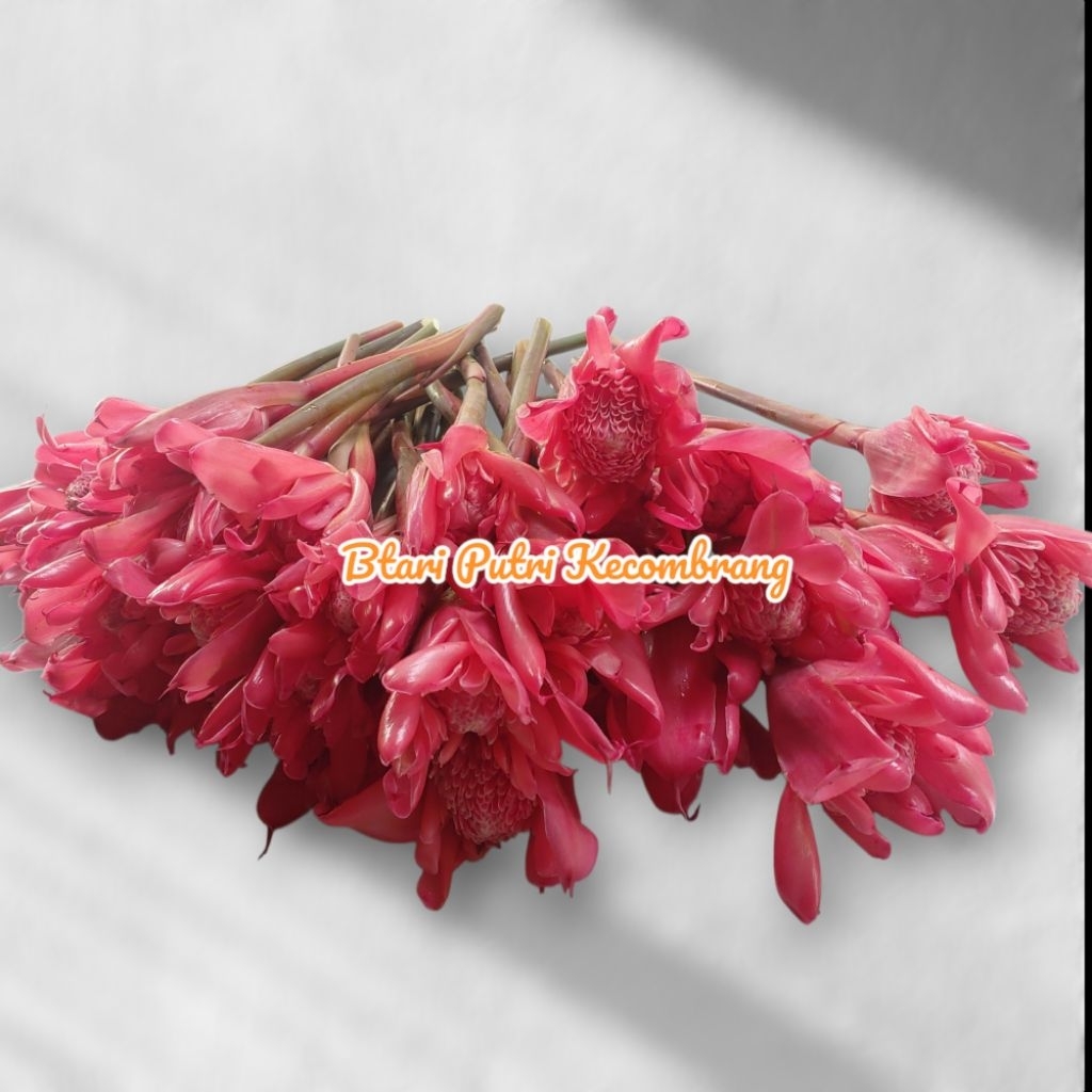 KECOMBRANG/COMBRANG MERAH ( 1KG ) SEGAR RONDOM