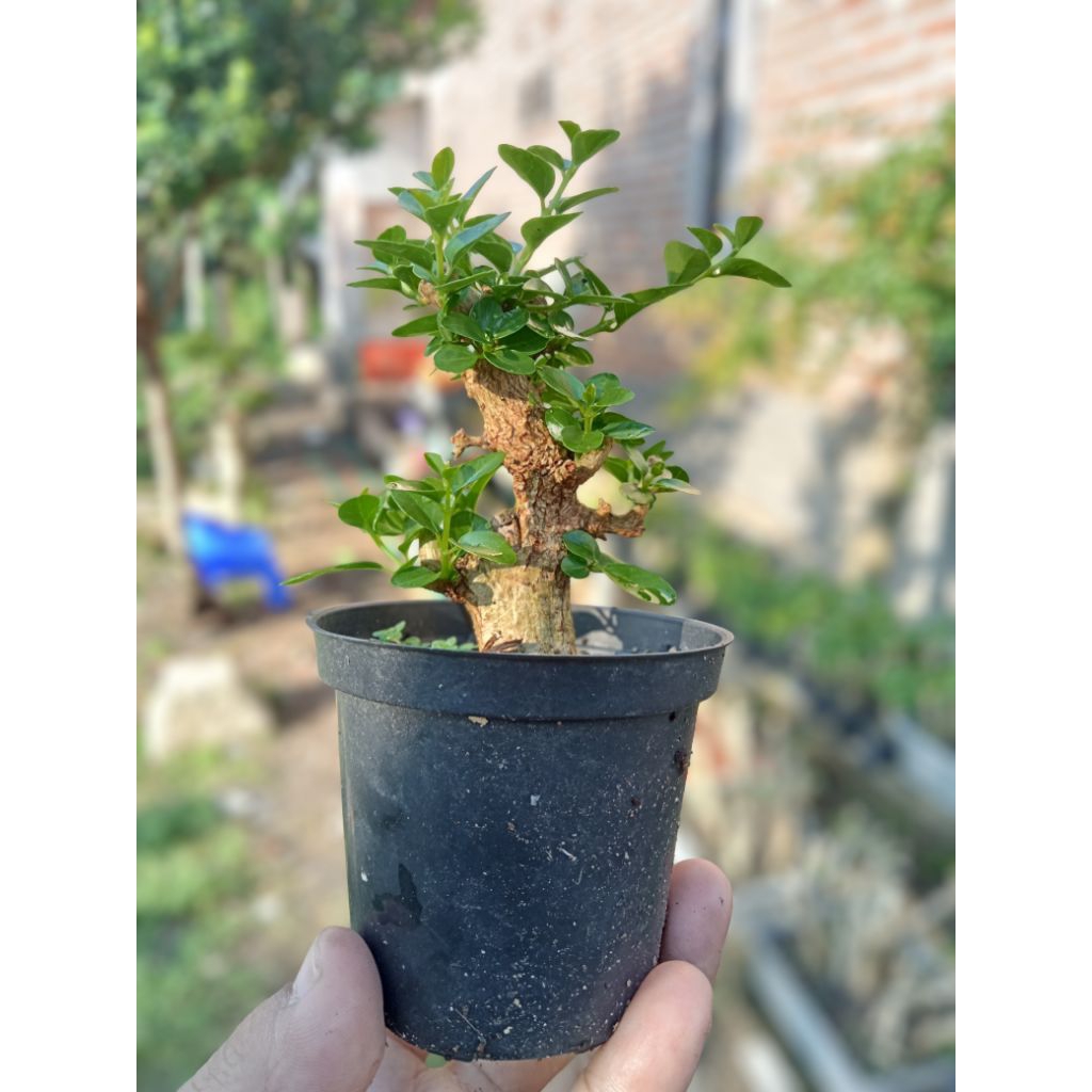 Bonsai Sancang Shito