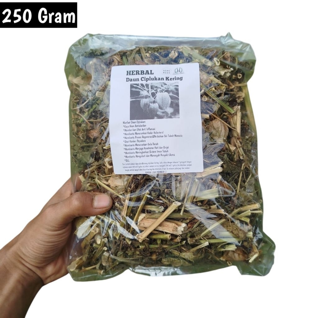 250 Gram Ciplukan Kering Daun Batang Dan Buah Obat Herbal Alami