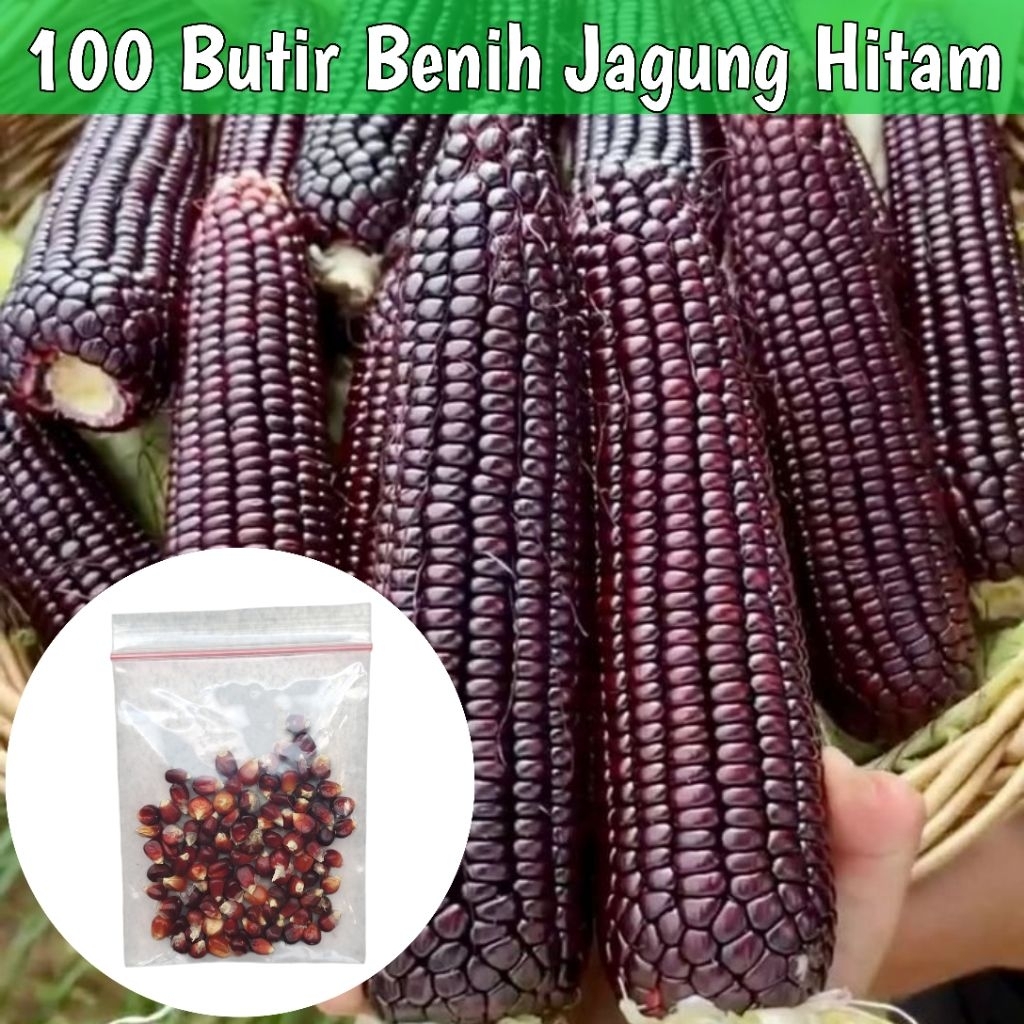 Benih Jagung Ketan Hitam Biji Jagung Hitam 100 Butir Benih Unggul Jagung Ketan Hitam