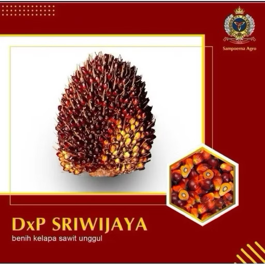 BIBIT BENIH KELAPA SAWIT DXP SRIWIJAYA