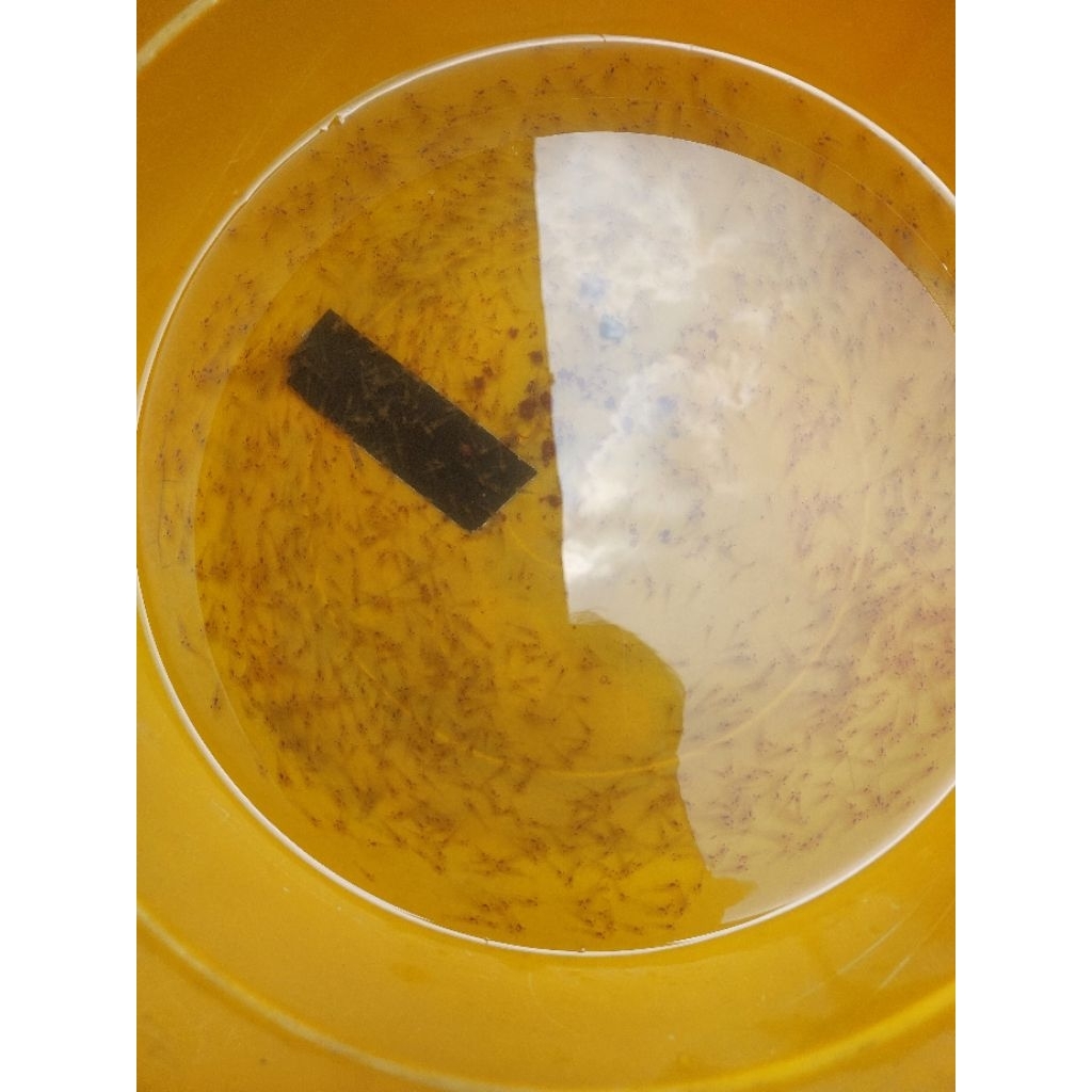 Bibit/benih (juvenile) Udang Galah