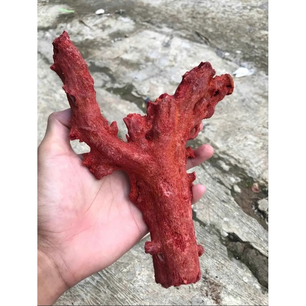 mentahan batu permata Marjan merah asli