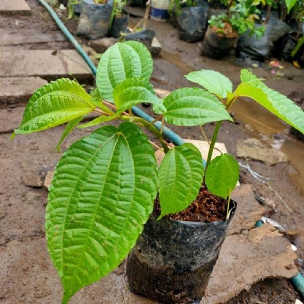 bibit tanaman daun pohpohan-poh pohan segar-daun pohpohan -lalapan pohpohan-lalapan khas