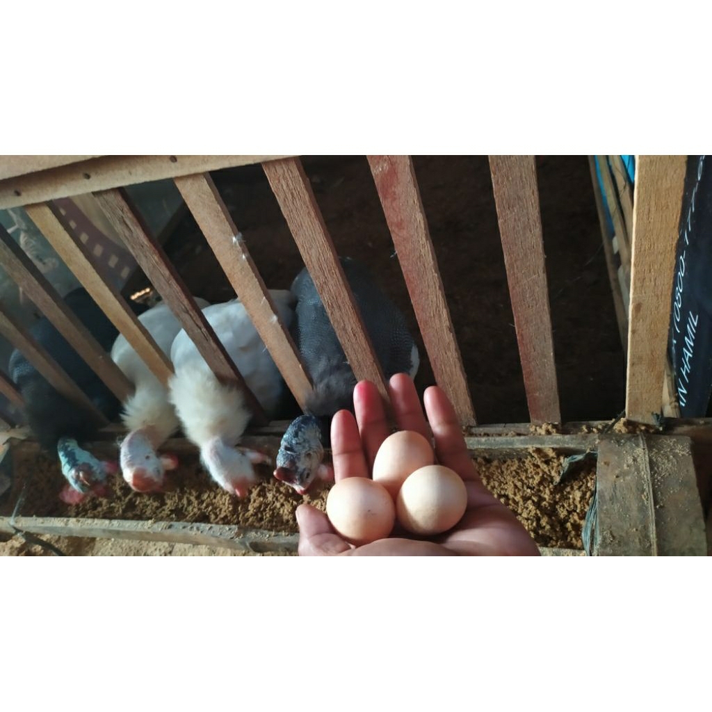 TELUR TETAS AYAM HIAS/TELUR TETAS AYAM MUTIARA/AYAM MUTIARA PLANGKOK