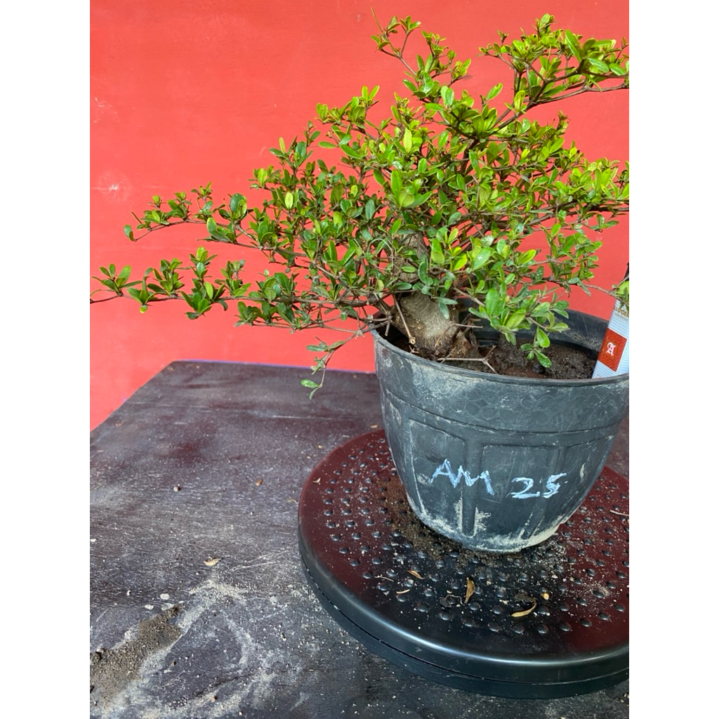 Bahan Bonsai Black Olive