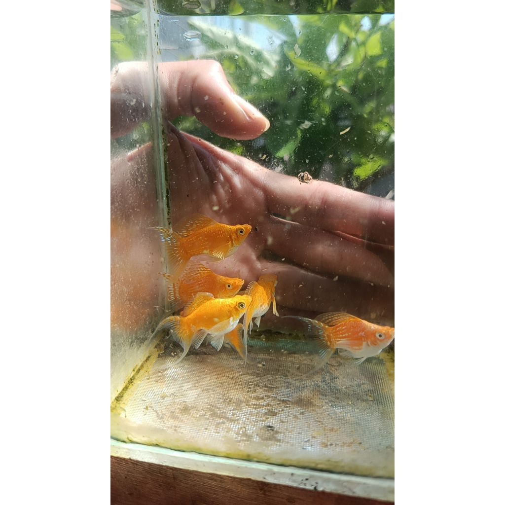 Hiasan Aquarium molly golden thailand
