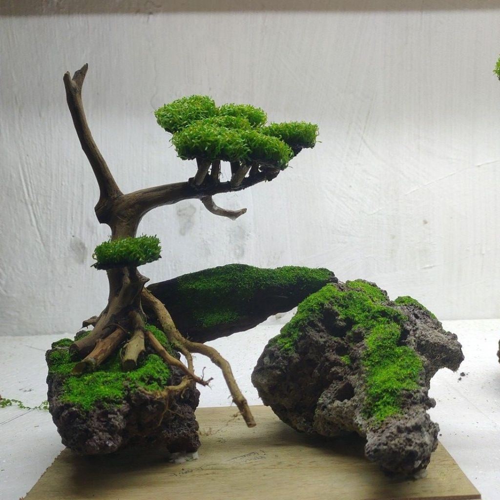 aquascape tema bonsai size 25*20*20 cm, fullset tinggal isi air aja