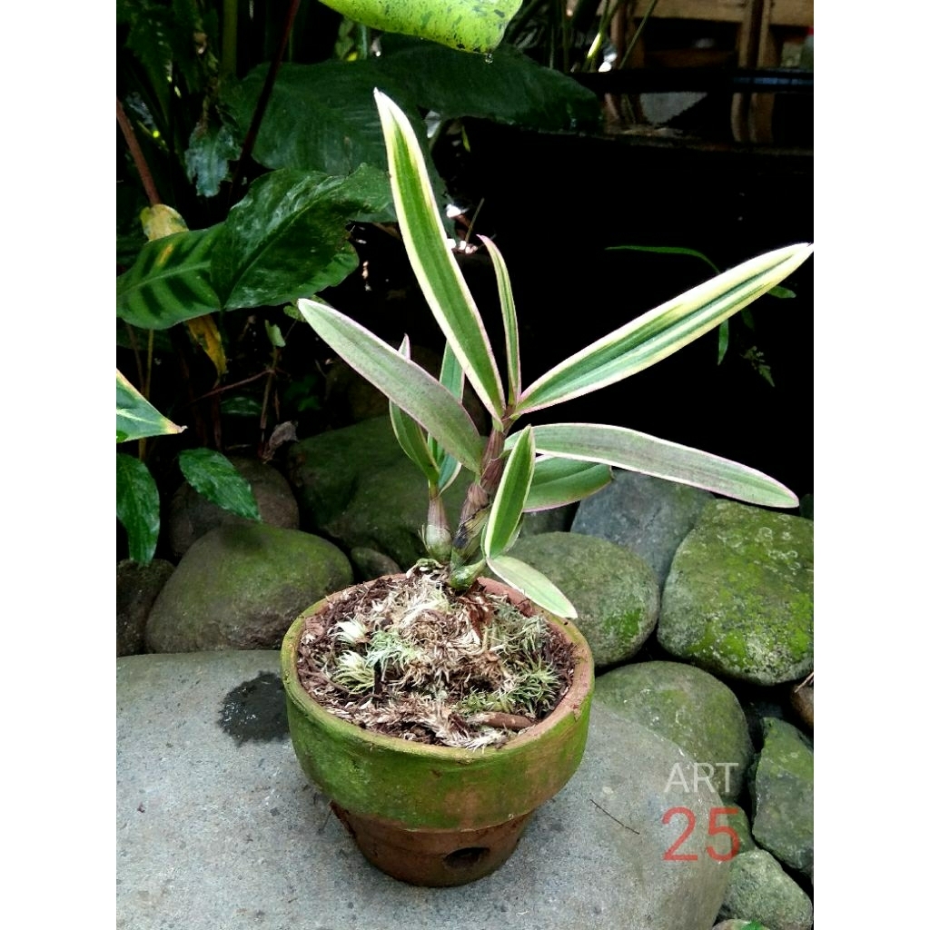 Anggrek Dendrobium 'Yaya' Variegata Pink Sesuai Foto