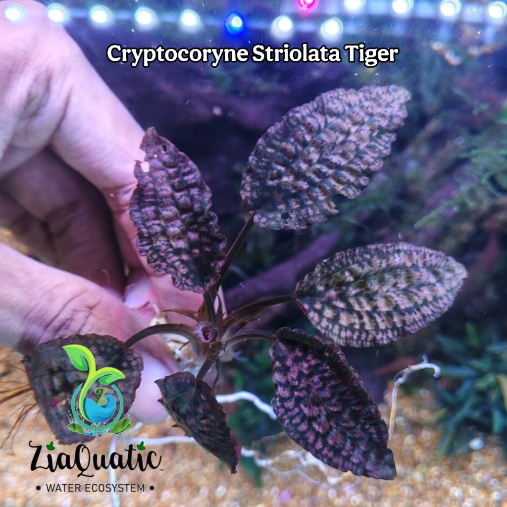Cryptocoryne Striolata Tiger - Tanaman Aquascape Aquarium