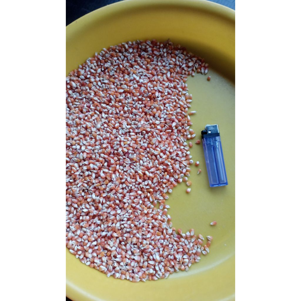 jagung kristal pakan merpati/ dara 2 kg/2000g NM