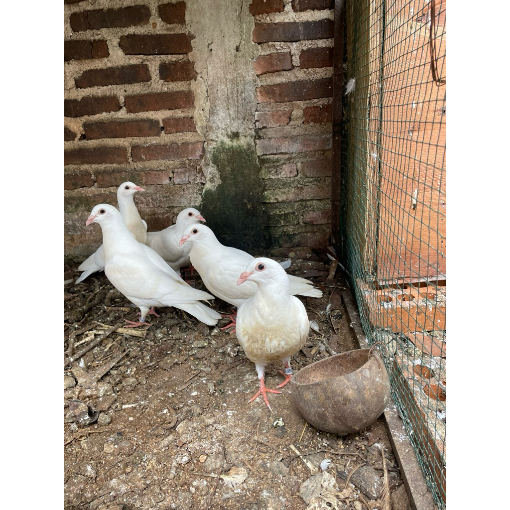 merpati pos putih bersih