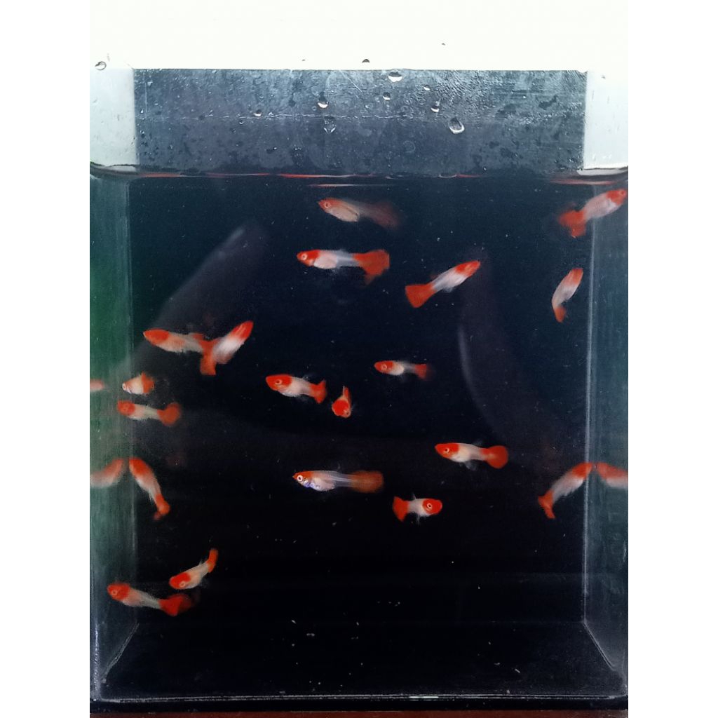 boneka remaja guppy albino koi grade A