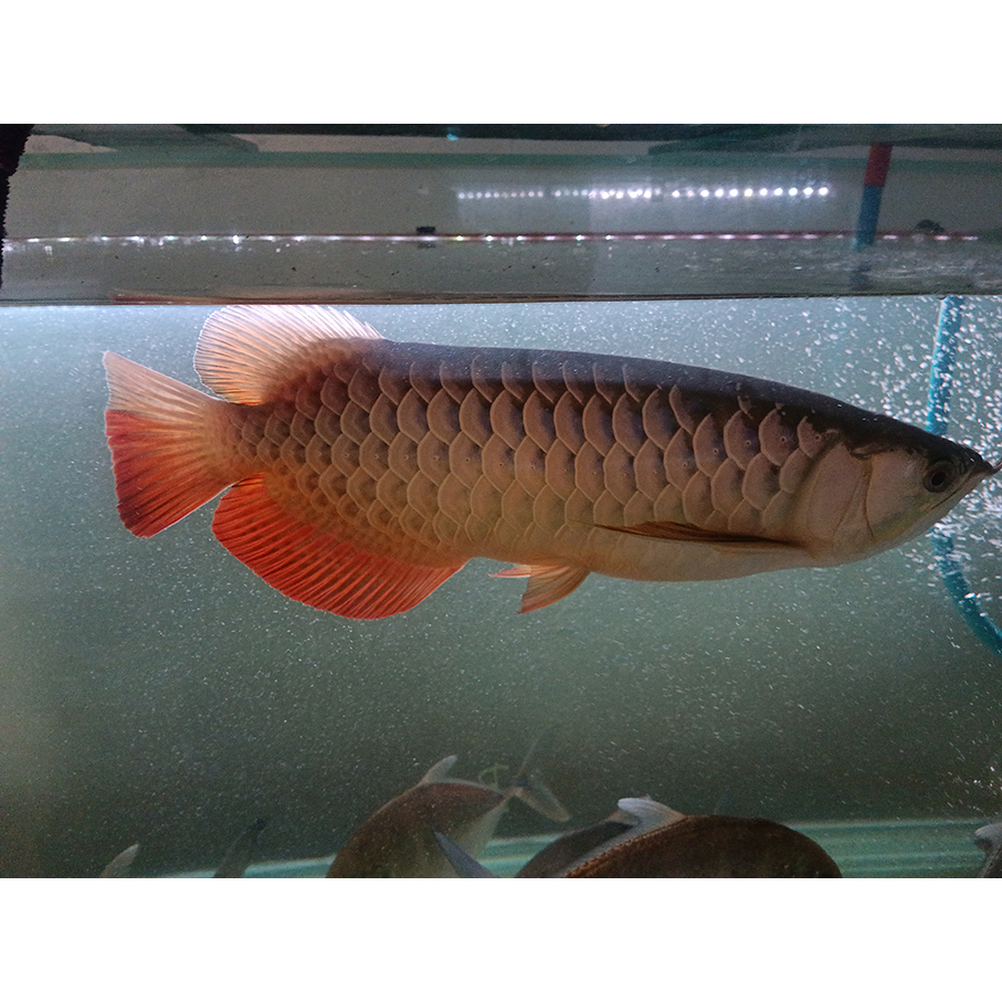 Arwana Golden Red size 35-40 cm / Chip Luar / Arwana No Minus